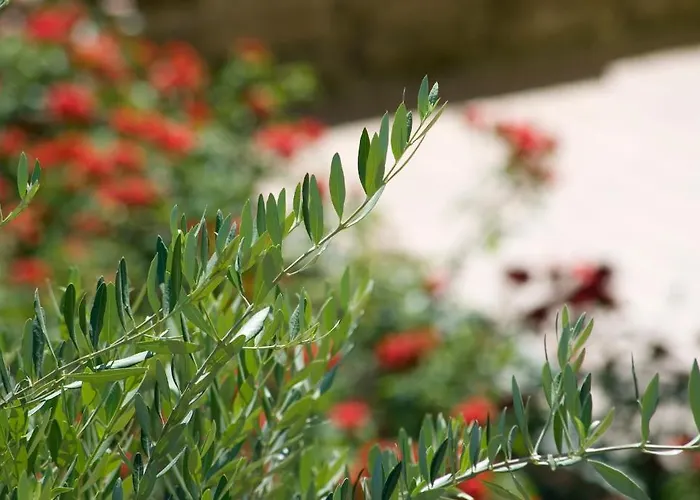 Relais Agli Olivi 3*