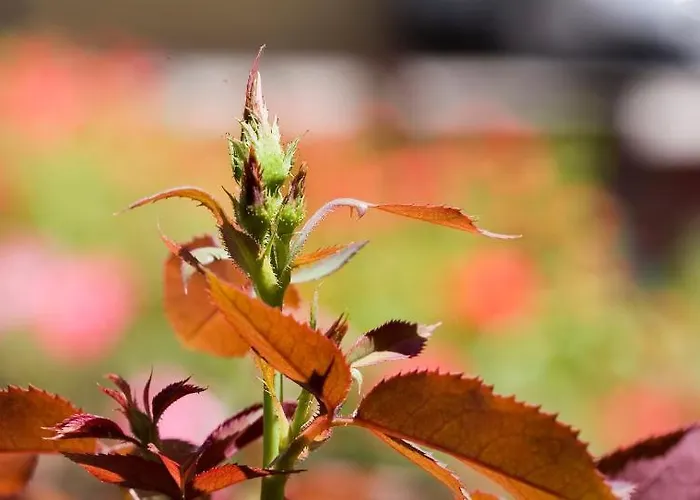 Hotel Relais Agli Olivi 3*