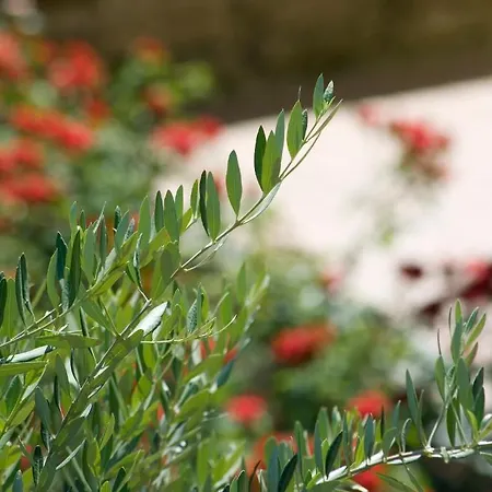 Relais Agli Olivi 3*