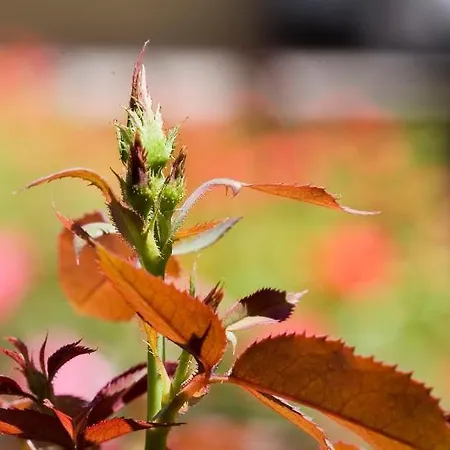 מלון Relais Agli Olivi 3*